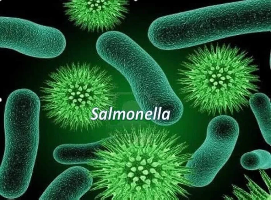 benh_nhiem_salmonella_la_benh_gi_nguyen_nhan_dau_hieu_dieu_tri_va_cach_phong_ngua_hieu_qua_theo_bmj
